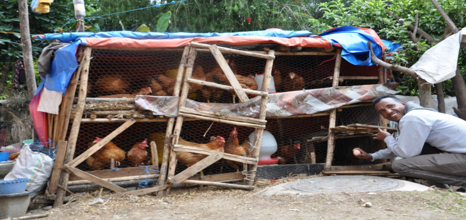Mebrahtom's chicken farm