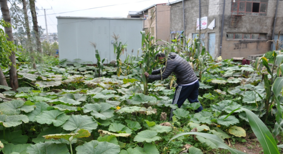 Weldemichael's expanded farm